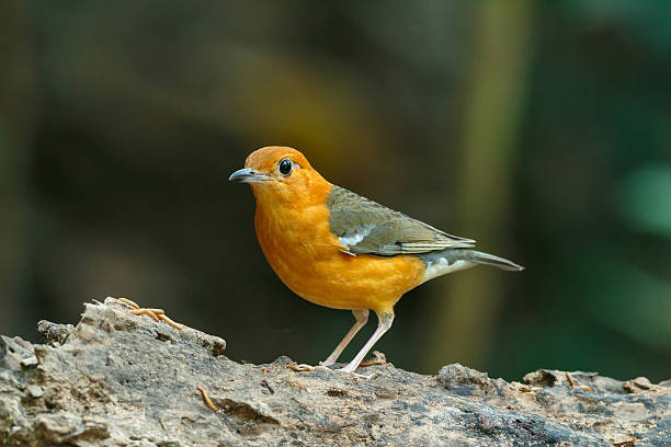 istock Orange headed Thrush bird [Zoothera citrina] 508632932