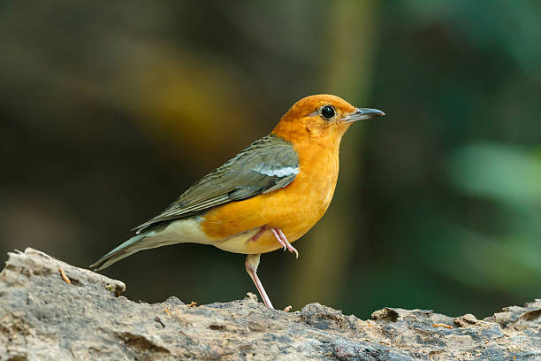 istock Orange headed Thrush bird [Zoothera citrina] 508632942