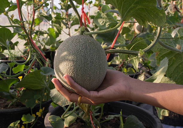 istock Melons in the garden 508633048