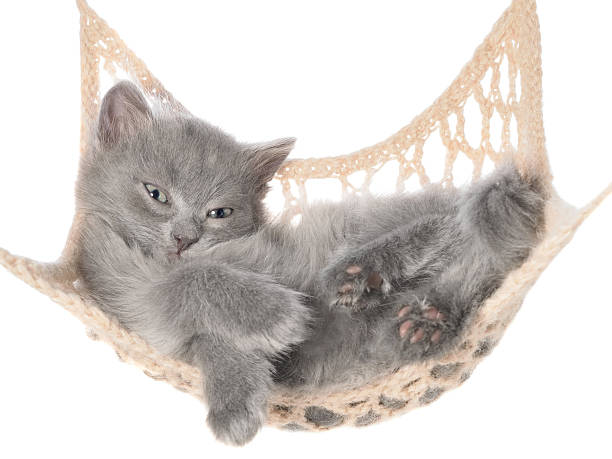 istock Cute gray kitten in hammock 508634870