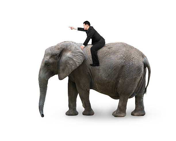 Man with pointing finger gesture riding on walking elephant stock photo