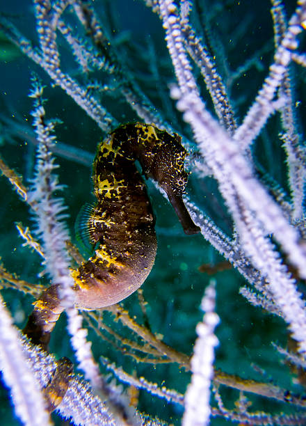istock Sea Horse 508635750