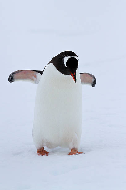 istock Gentoo penguin walking on snow winter overcast day 508646143