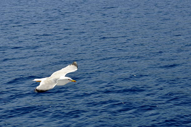 istock seagull flying over the sea 508646201