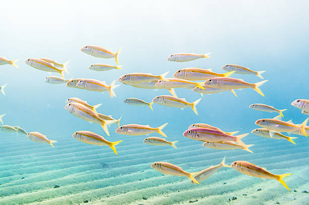 istock Swarm of Yellow (1) 508647195