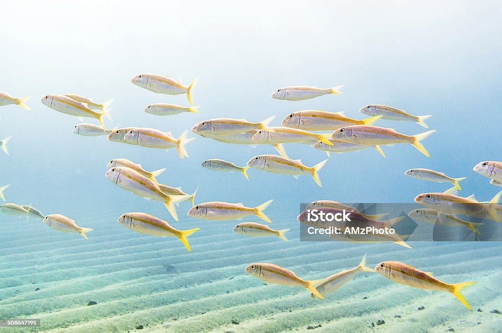 Swarm of Yellow (1) Swarm of yellowfin goatfish (Mulloidichthys vanicolensis) in a shallow sandy bay in the Red Sea Saltwater Fish Stock Photo