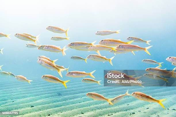 Swarm Of Yellow Stock Photo - Download Image Now - Saltwater Fish, Marsa Alam, Snorkeling