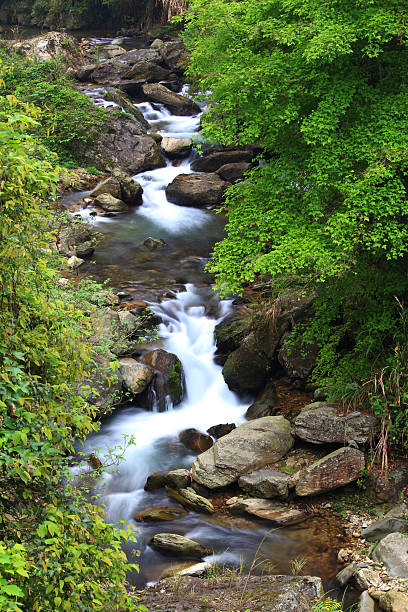 istock hongxi river in the primeval forest,guilin,china 508648023