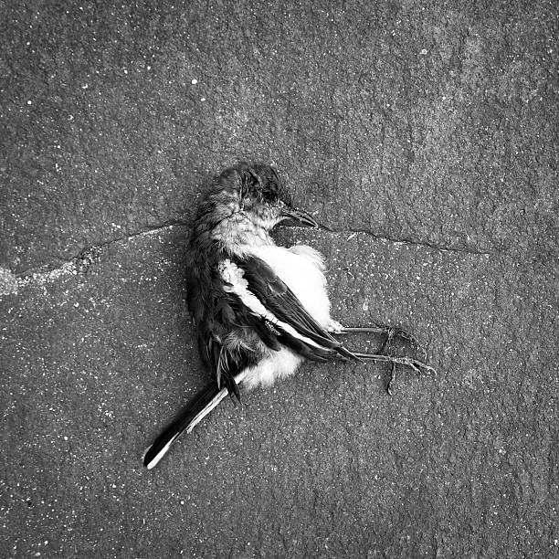 dead pájaro - accident animal bird animal body fotografías e imágenes de stock
