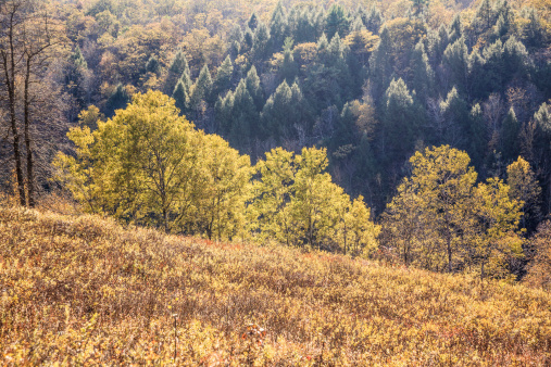 Indian summer in Pocono Mountains, there are green trees and bushes, the photo is taken from a couple meters away and its a landscape view photo, the ground has a lot of yellow-green grass, there is no visible sky in the picture, it is taken at sunset.