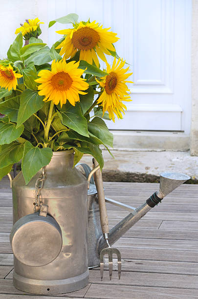 istock sunflowers in a milk can 508649353