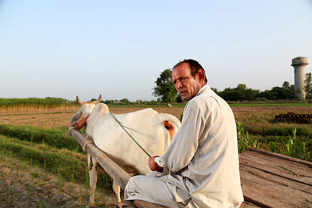 istock Men Riding Ox Cart 508649553