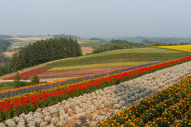 Field of flowers stretching for miles. Taken in Biei, Japan.