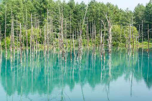 Blue Pond in national park taken during summer. Biei, Japan.