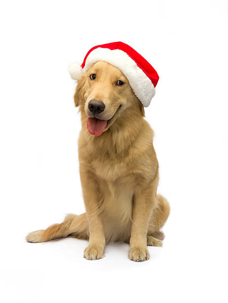 istock Santa Golden Retriever 508651165