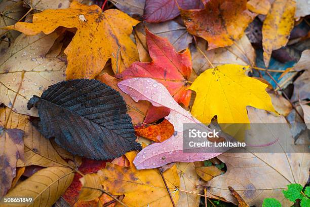 Farbenprächtige Herbstblätter Nahaufnahme Stockfoto und mehr Bilder von Ahorn - Ahorn, Bildhintergrund, Blatt - Pflanzenbestandteile