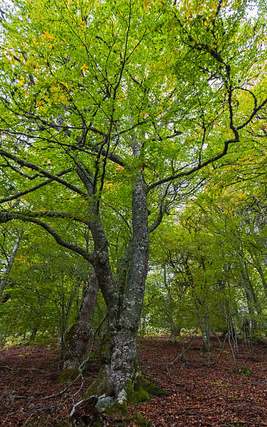 istock Forest of Beech Trees - Bosque de Hayas 508652079