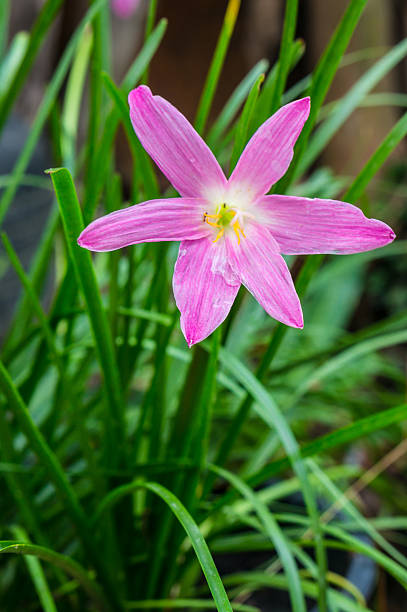 Zephyranthas rosea flowers close up of Zephyranthas rosea flowers zephyranthes rosea stock pictures, royalty-free photos & images