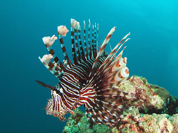 istock portrait of a Lion fish 508653058
