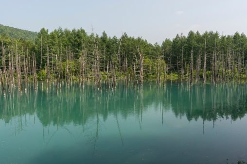 Blue Pond in national park taken during summer. Biei, Japan.