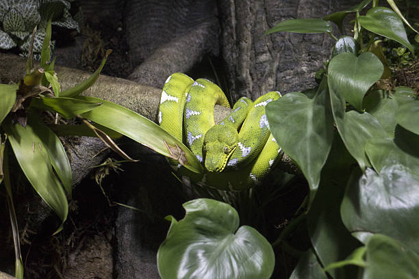 Emerald tree boa Corallus caninus, commonly called the emerald tree boa, is a non-venomous boa species found in the rainforests of South America. green boa snake corallus caninus stock pictures, royalty-free photos & images