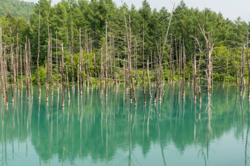 Blue Pond in national park taken during summer. Biei, Japan.