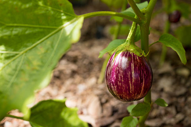 aubergine brinjal de plantes bio - eggplant vegetable vegetable garden plant photos et images de collection