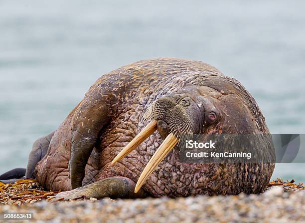 Walrus Resting On Beach Stock Photo - Download Image Now - Animal, Animal Behavior, Animal Themes