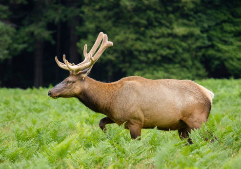 Roosevelt Elk Bull with Velvet Antlers  