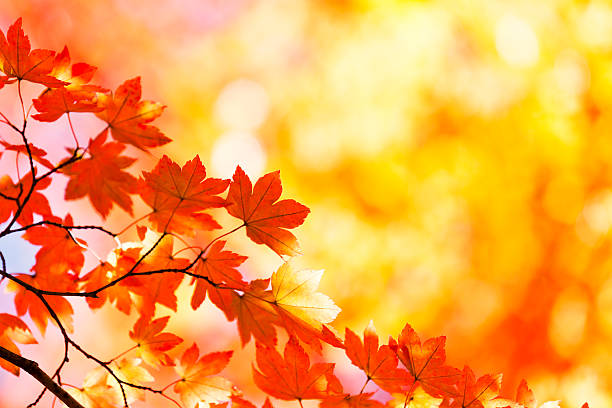 istock Vibrant Autumn Colors 508653740