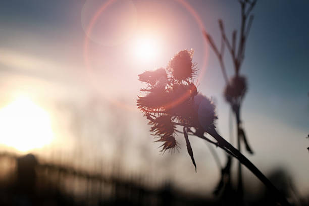 istock thorn in the snow 508654282