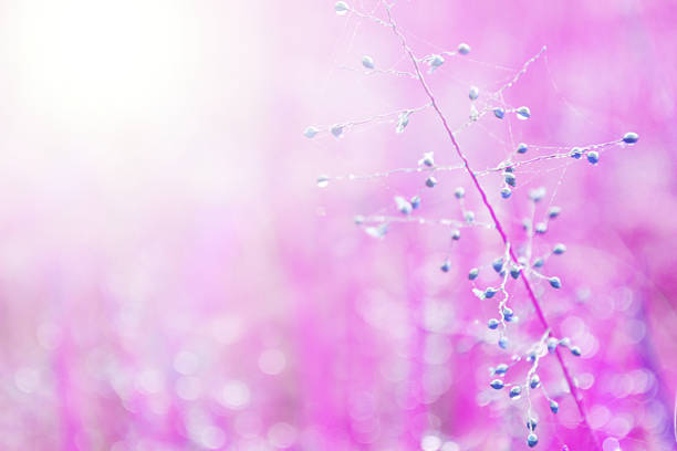 istock flower grass with drops dew fresh nature  abstract background 508655314