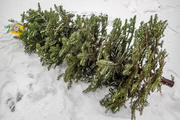 istock Christmas Tree Recycle Fundraiser By Curb with Money in Snow 508656014