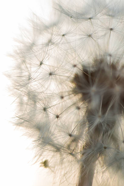 istock Macros of Dandelion Puffs 508656210