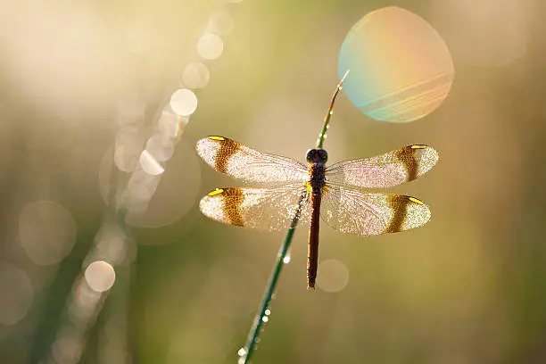 Photo of macro of dragon fly with soft focus on a meadow