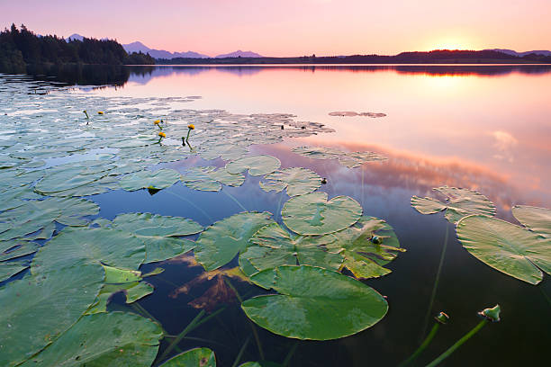 tranquil sunset at lake bannwaldsee in bavaria - germany, water lily