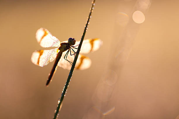 istock macro of dragon fly with soft focus on a meadow, 508656948