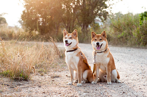 istock Silhouette loving dog couple 508658746