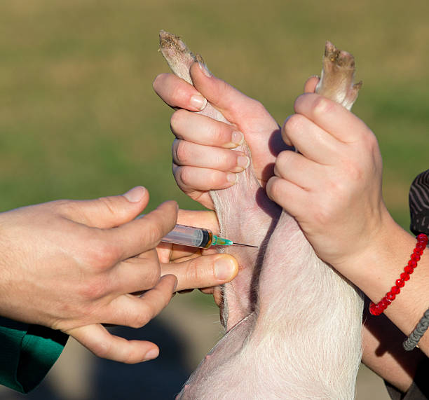 istock Veterinarian giving injection to piglet 508660002