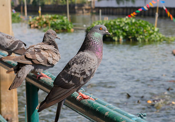 istock Light and Shadow of Pigeon 508660022