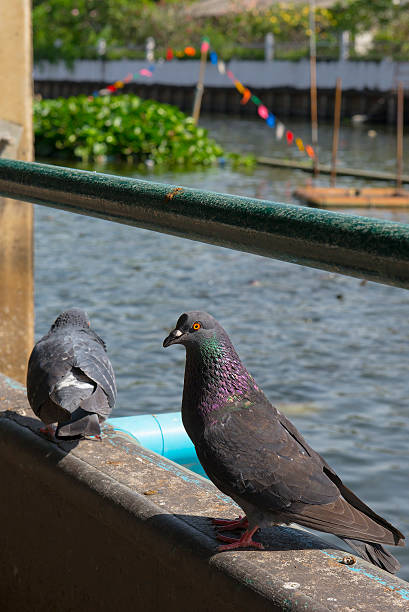 istock Light and Shadow of Pigeon 508660064