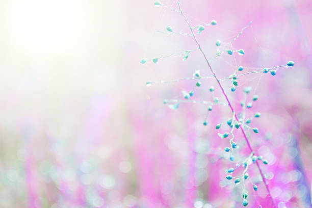 istock flower grass with drops dew fresh nature  abstract background 508660142