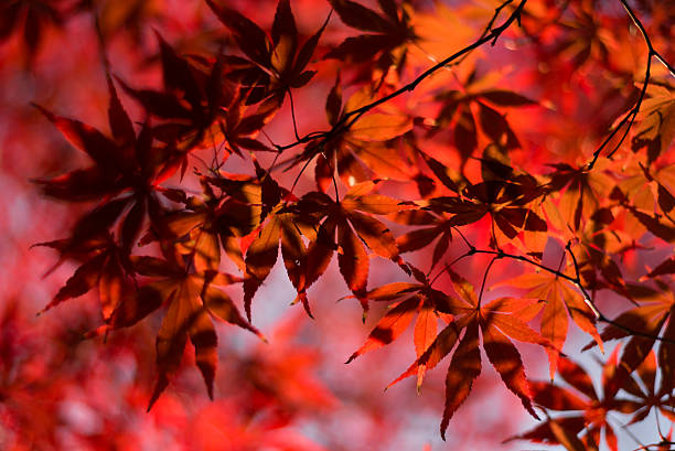 istock Autumn Red Leaves With Sunlight 508661622