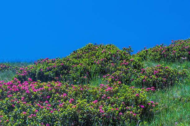 альпийский роз в юго-тироль - european alps tirol rhododendron nature стоковые фото и изображения