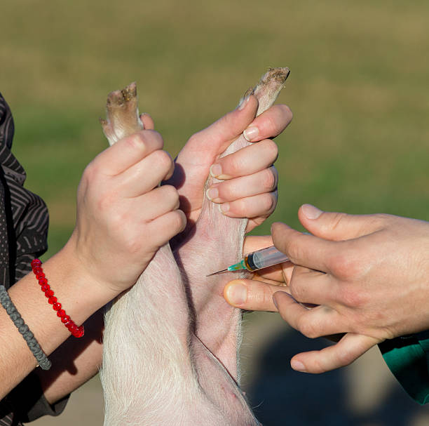 istock Veterinarian giving injection to piglet 508662428