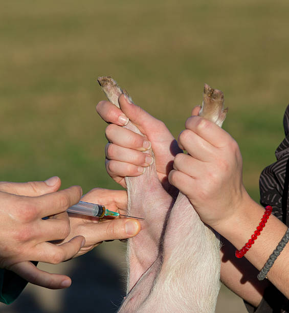 istock Veterinarian giving injection to piglet 508662520