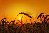 orange sunset over harvest field
