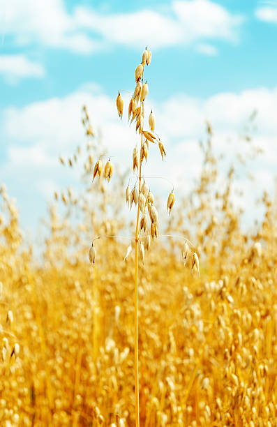 istock field with oats golden color 508663056