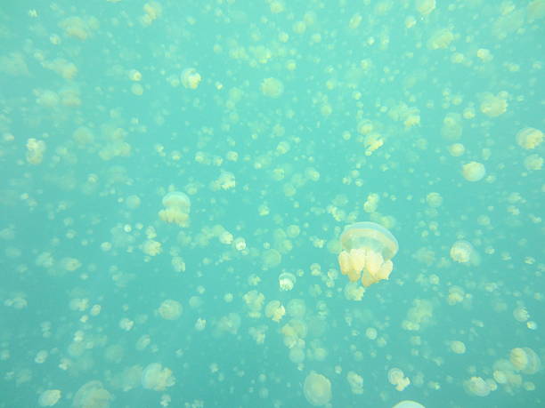 istock Jellyfish lake, Palau 508663408