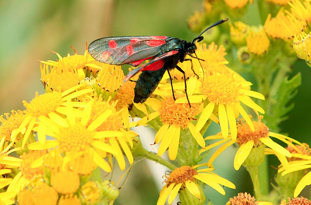 Six-Spot Burnet in Gwbert-on-Sea, Wales